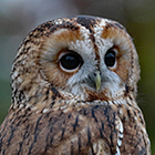 barred-owl