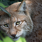 bobcat