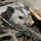 opossum