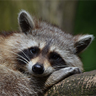 raccoon